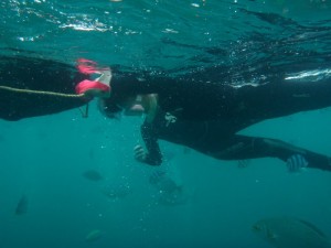 2013.05.17　真栄田岬　青の洞窟　スノーケル