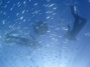 2014.09.04　砂辺ビーチ　スノーケル＆体験ダイビング