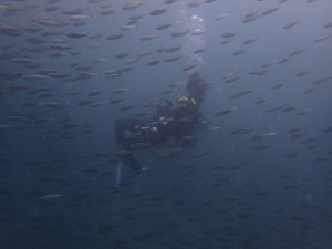 2014.09.07 砂辺ビーチ AOW講習&ファンダイビング