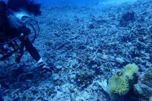 2017.10.03　慶良間ボート　ファンダイビング