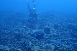 2017.11.02　慶良間ボート　ファンダイビング