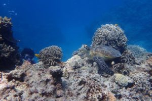 2018.07.12　慶良間ボート　ファンダイビング＆スキンダイビング