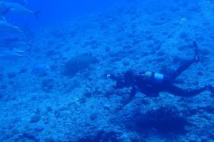 2018.07.14　粟国遠征ボート　ファンダイビング