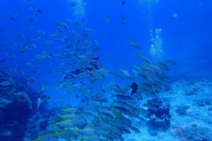 2018.08.06　慶良間ボート　ファンダイビング