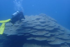 2019.11.02　大浦湾ボート　ファンダイビング