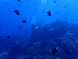 2021.10.03　慶良間ボート　ファンダイビング