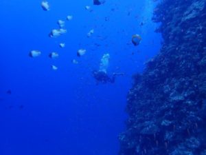 2022.07.10　粟国・渡名喜遠征　ボートファンダイビング